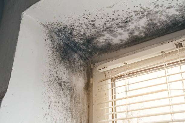 Affordable Mold Cleanup solutions in Karthaus, PA